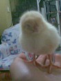 /album/mis-fotus/pollo-ose-1-jpg/